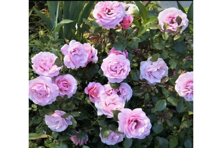 Роза гибрид гультемии персидской Персиан Мистери (Rosa Hulthemia persica Persian Mystery) ОКС-0