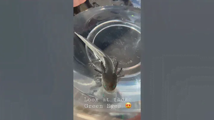 Toothless From “How to Train your Dragon” (IRL)