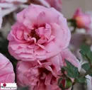 Роза Персиан Мистери / Rose Persian Mystery / АРОМАТНАЯ / ОСЕНЬ 2024