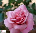Роза Персиан Мистери / Rose Persian Mystery / АРОМАТНАЯ / ОСЕНЬ 2024