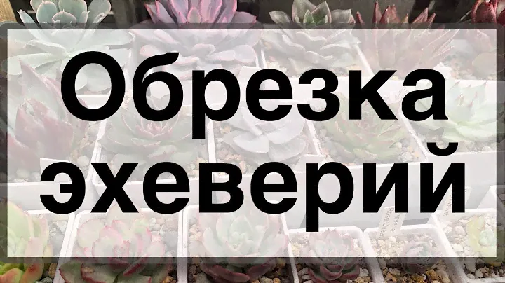 Обрезка эхеверий 💡