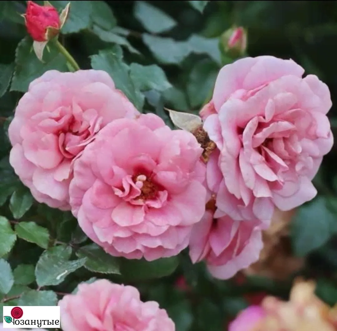 Роза Персиан Мистери / Rose Persian Mystery / АРОМАТНАЯ / ОСЕНЬ 2024-2