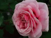 Роза Persian Mystery (Персиан Мистери)