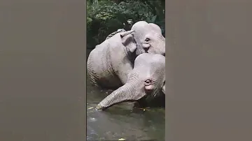 Jungle Cruise Disney World