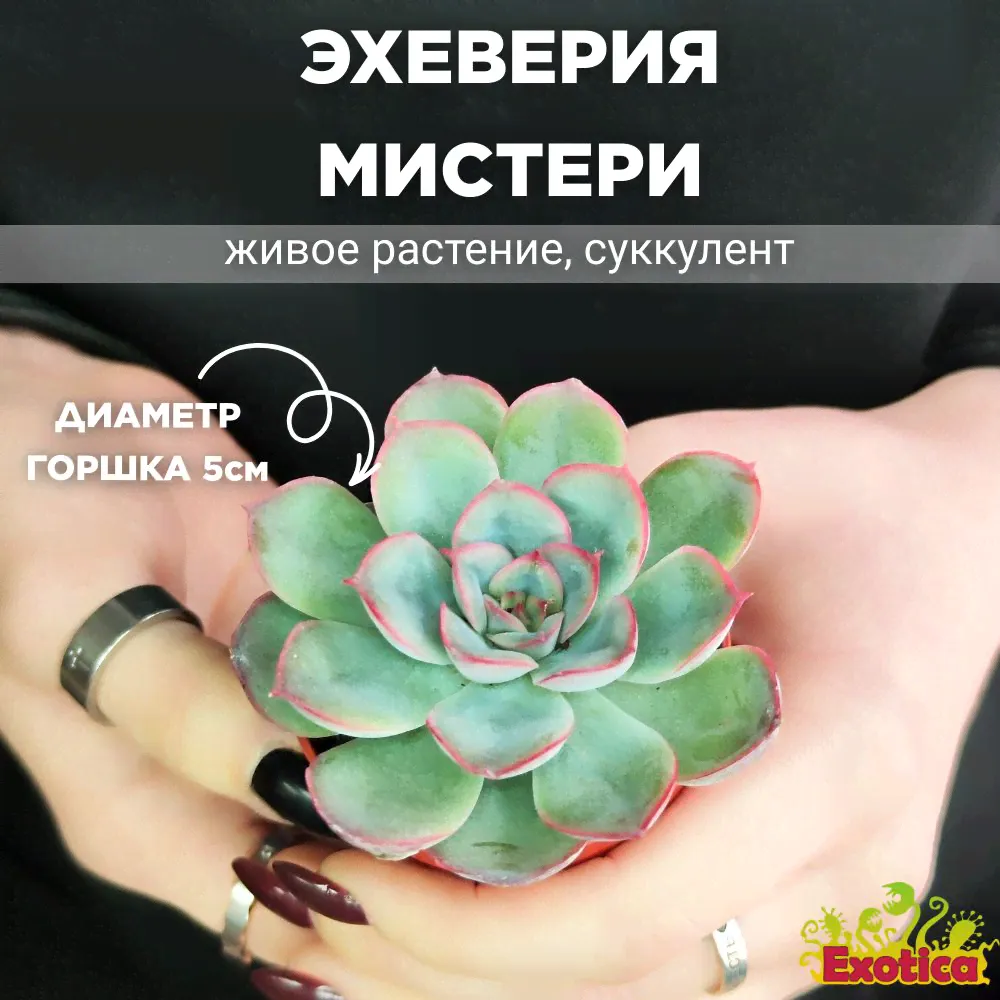 Эхеверия Мистери (Echeveria Mystery) D5см-0